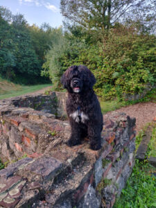 Portugiesischer Wasserhund