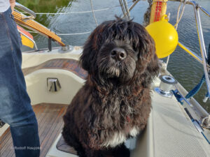 Portugiesischer Wasserhund